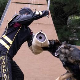 German Shepherds from Nutzenhof