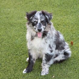 Valkyrie - Miniature Australian Shepherd