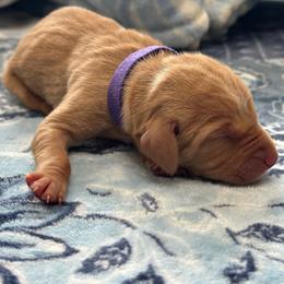 Purple Boy - Red golden male Vizsla puppy in Foley, Alabama from Paula's South Bama Vizslas