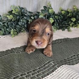 Rio - Dapple male Dachshund puppy in Anaconda, Montana from Montana Country Dachshunds