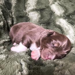 Australian Shepherd Puppies from Burdock Hill Australian Shepards