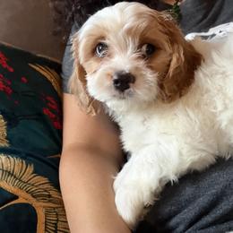 Cavapoo Puppies from Panda Puppies