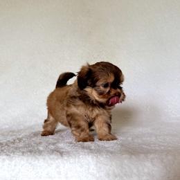 Shih Tzu Puppies from Nelly Kolomiyets