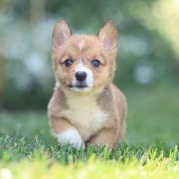 Lucky - Red male Pembroke Welsh Corgi puppy in Narvon, Pennsylvania from Corgi Companions