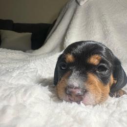 Rocket - Black and tan male Dachshund puppy in Bakersfield, California from Mad dachshunds