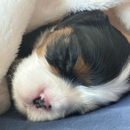 Cavalier King Charles Spaniel Puppies from SoCalCavaliers