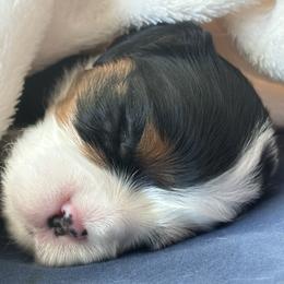 Cavalier King Charles Spaniel Puppies from SoCalCavaliers