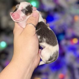 Prada - Gray and white female American Corgi puppy in Whitney, Texas from 5H Corgis