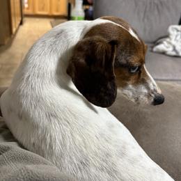 Huckleberry - Red male Dachshund puppy in Athens, Alabama from 4 Moore Ranch