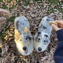 Collie and Yorkshire Terrier All Grown Up from Puppy Dog City