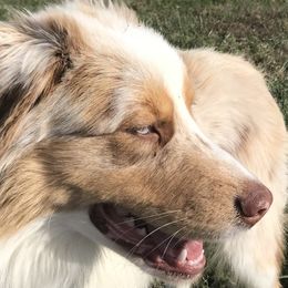 Australian Shepherd All Grown Up from Khaos Australian Shepherds