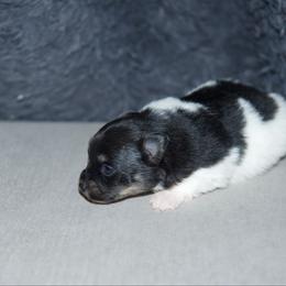 Bud - Black and tan parti male Pomeranian puppy in Saint Ignatius, Montana from Pomeranians Montana