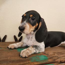 Ken - Piebald male Dachshund puppy in Lindsay, California from Lewis Creek Dachshunds