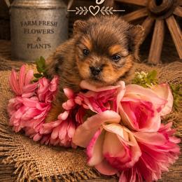 Toga - Blue merle female Pomeranian puppy in Sandia, Texas from Broken Arrow Poms