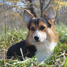 Thor - Pembroke Welsh Corgi