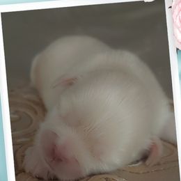 Shih Tzu Puppies from N.F.S.T Imperial ShihTzu Puppies.