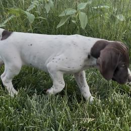 White Hot - White and liver female German Shorthaired Pointer puppy in Pasco, Washington from TJ’s High Country Kennel