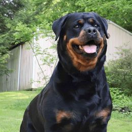 Maze - Rottweiler