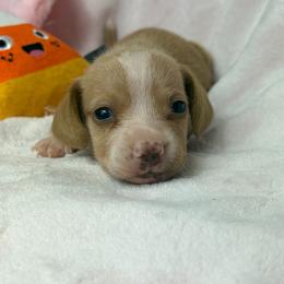 Morgan - Cream female Dachshund puppy in Lake City, Florida from My Ditzy Doxies of Florida