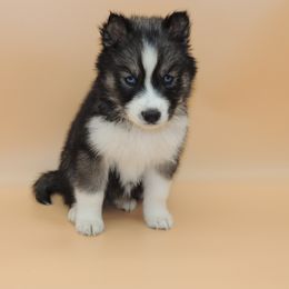 Pomsky and Siberian Husky Puppies from Beastly Beauties Huskies & Pomskies