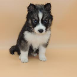 Pomsky and Siberian Husky Puppies from Beastly Beauties Huskies & Pomskies