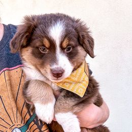 Miniature Australian Shepherd and Toy Australian Shepherd Puppies from Circle T Mini Aussies