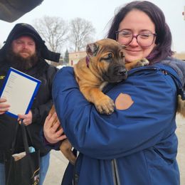 Alibi (fawn) - Fawn female Cane Corso puppy in Manitowoc, Wisconsin from Sinner & Saint Cane Corso