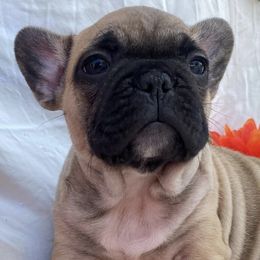 French Bulldogs from Paws&Kisses