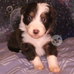 Arcee - Red tri-color female Australian Shepherd puppy in Colorado Springs, Colorado from Dawn 2 Dusk Ranch
