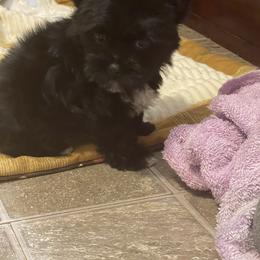 Yorkshire Terrier Puppies from Southern Sweetheart Kennels