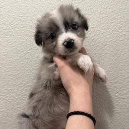 Whiskey - Blue merle female Australian Shepherd puppy in Weeki Wachee, Florida from Ace of Spades Australian Shepherds