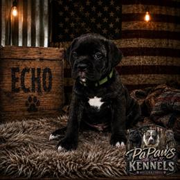 Echo - Black brindle male Cane Corso puppy in El Paso, Texas from PaPaws Gotta Love It Kennels