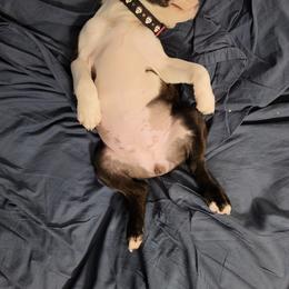 Boston Terrier Puppies from I Love Pups