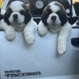 Big brown - Mahogany and white male Saint Bernard puppy in North Beach, Maryland from Mt.Harmony Saint Bernards