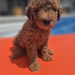 Goldendoodle Puppies from Wurster's Mini Wee Doodles