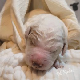 Aussiedoodle, Poodle, and Sheepadoodle Puppies from BellCoop Ranch