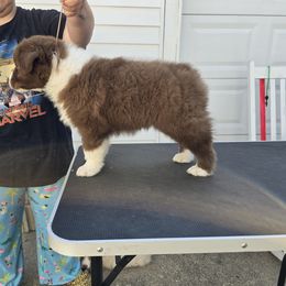 Australian Shepherd Puppies from Starlit Grove Australian Shepherds