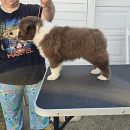 Australian Shepherd Puppies from Starlit Grove Australian Shepherds