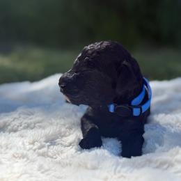 Jackson - Black male Poodle puppy in Dayton, Washington from Country Sundance Poodles
