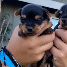 Boy 3 - Black and tan male Yorkshire Terrier puppy in Ceres, California from Mr.Yorkie