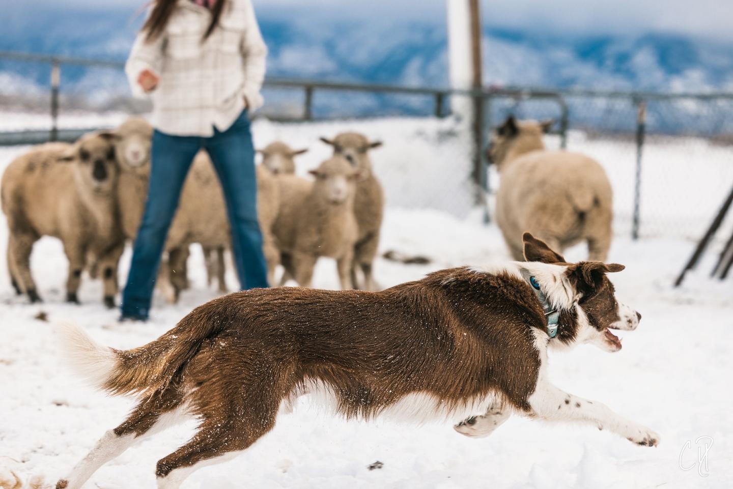 Red and white smooth Border Collie herding sheep