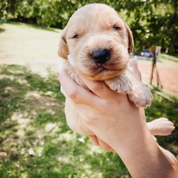 Goldendoodle Puppies from Peachy Doodles