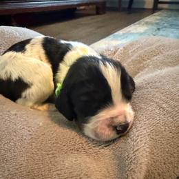Comet - Milo - Black white and tan male English Springer Spaniel puppy in Mooresville, North Carolina from Third Creek Springers