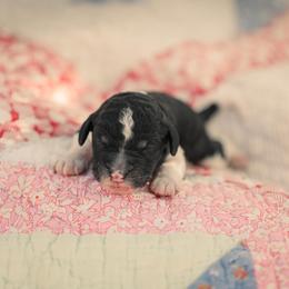 Poodle Puppies from Setting the Standard Poodles