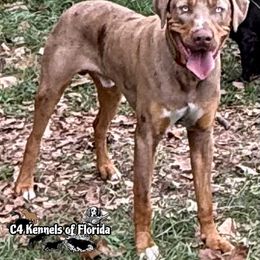 Rooster - Catahoula Leopard Dog