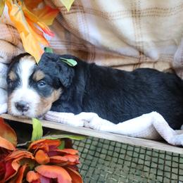 Clover (Green Bow) - Tri-color female Bernese Mountain Dog puppy in Middlesex, North Carolina from Willow Springs Doodles & Berners