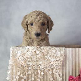 Lucy - Red  female Goldendoodle puppy in Seffner, Florida from Gold Diamond Pup