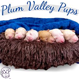 Poodle puppies from Plum Valley Pups