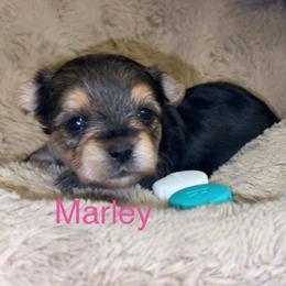 Marley - Black & tan tri-color female Morkie puppy in Seneca, Missouri from M.Y. Morkies and Yorkies