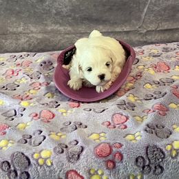 Orange girl - White and buff female Bichon Frise puppy in Lavon, Texas from Sissy’s Heavenly Paws